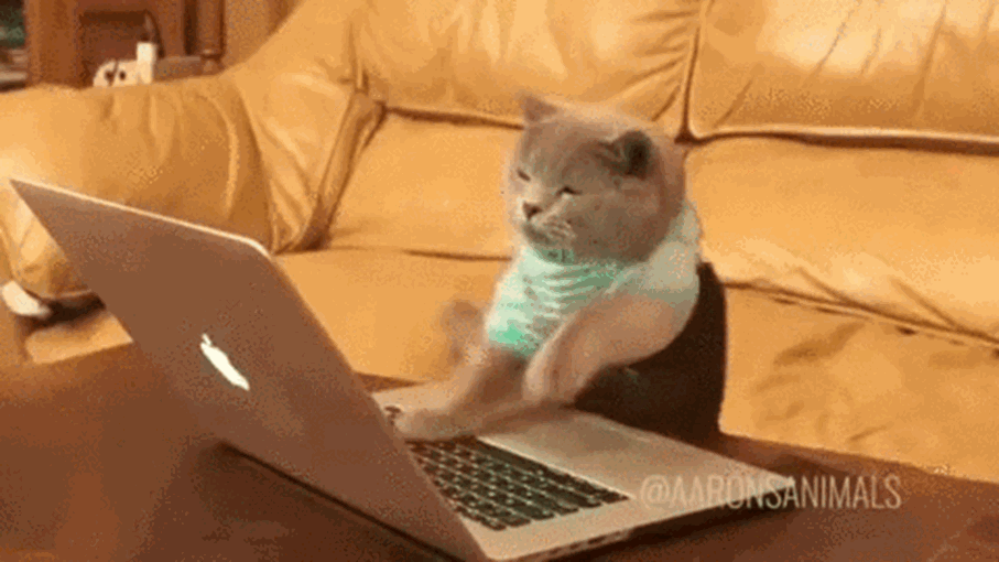 cat typing fast on laptop